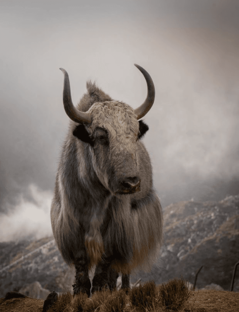 Yak in a misty mountain landscape
