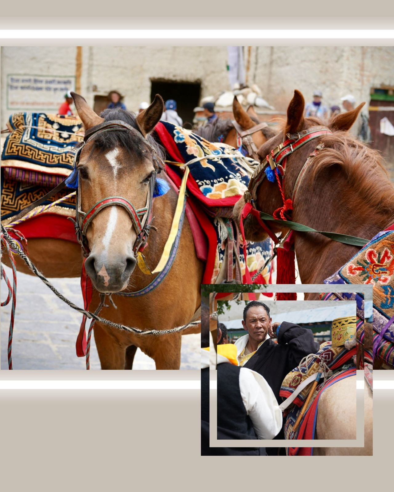 Horses harnessed in traditional Mustang tack
