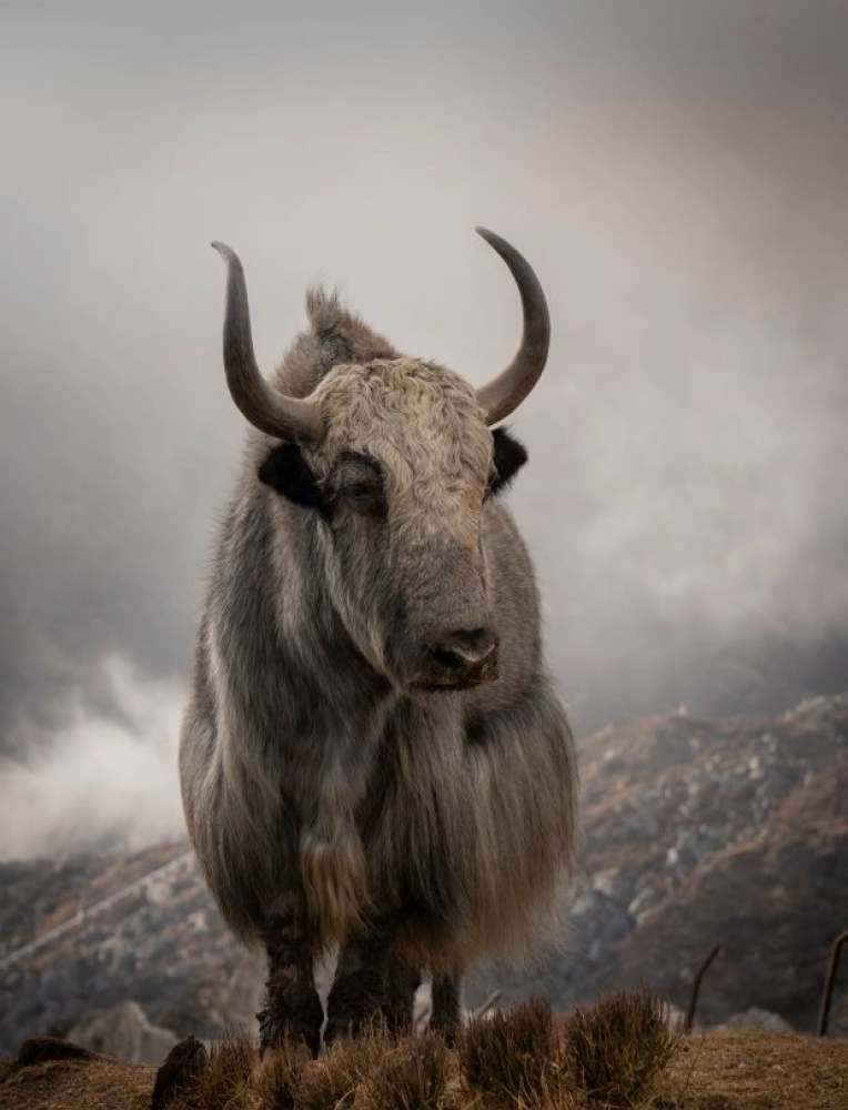A long-haired yak standing on a ridge in drifting mist